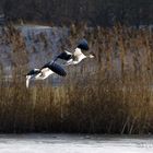 in flight