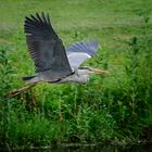 In Flight