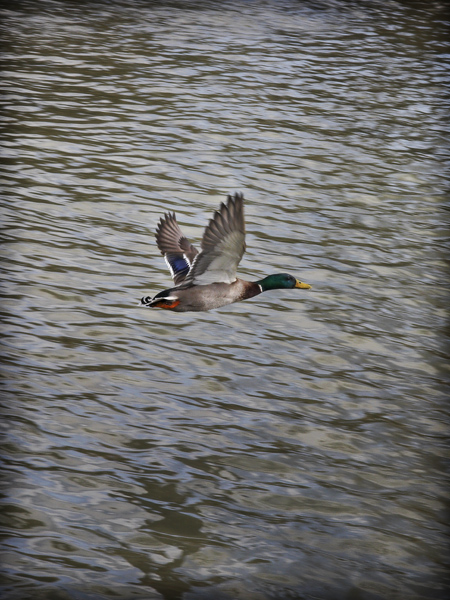 In Flight