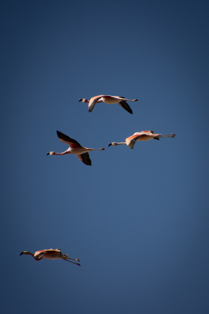 In Flight