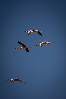 In Flight