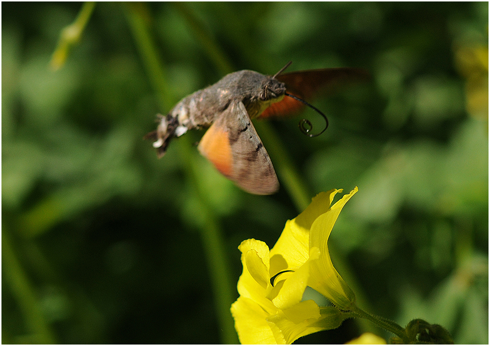 In flight 