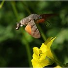 In flight 