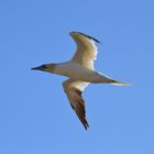 In flight