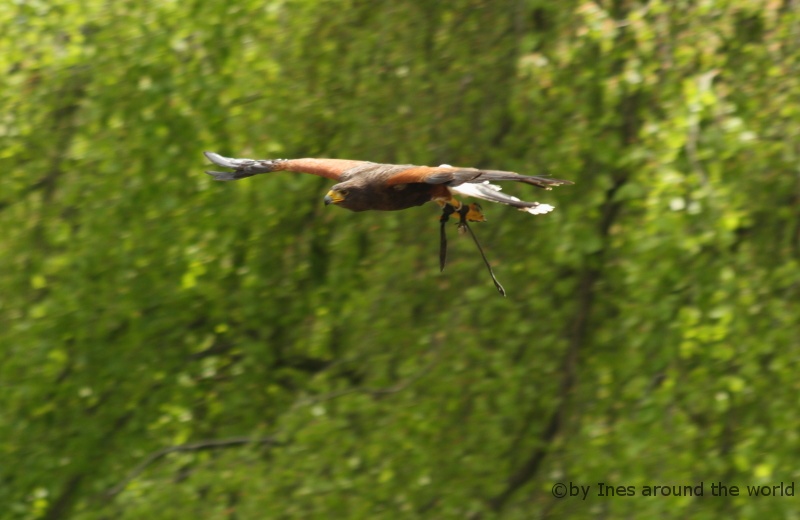 in flight