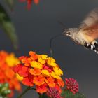 In-Flight Fueling