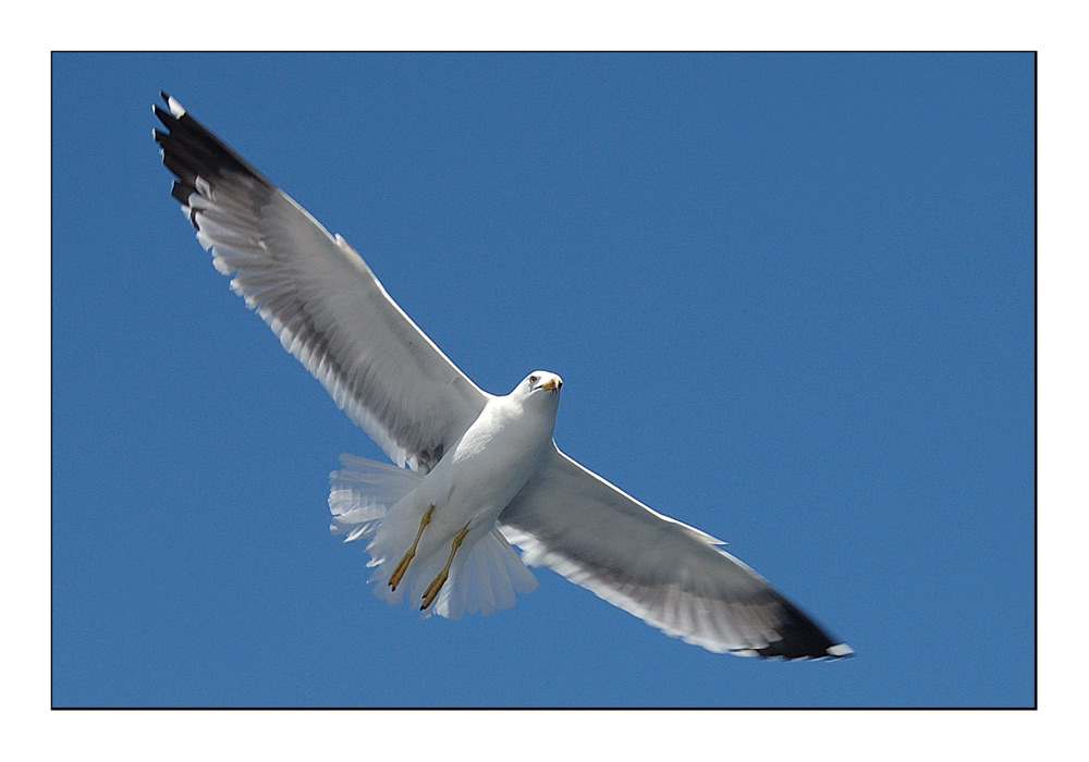 In Flight - Unterwegs