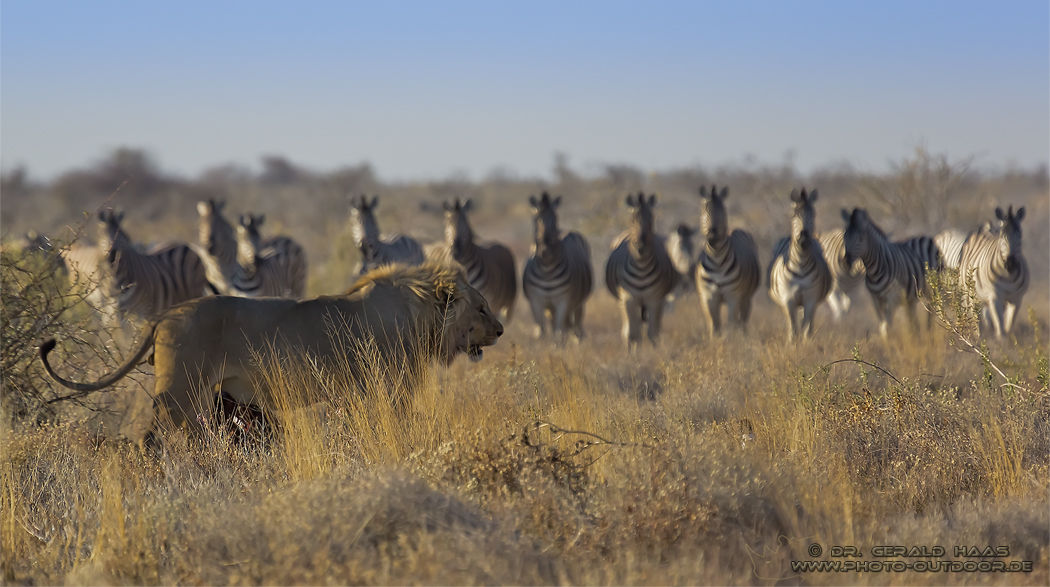 In Formation!