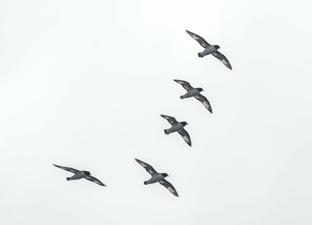 In Formation             .DSC_6453-2