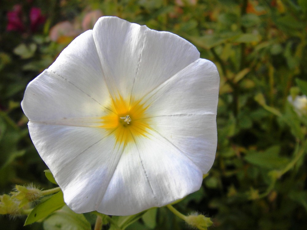 In Frankreich sind die Blumen schön