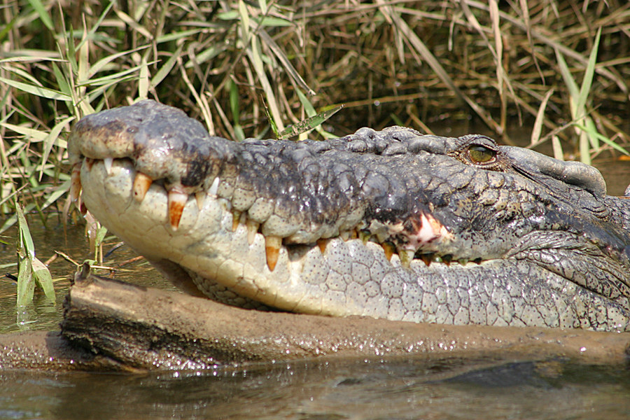 In freier Natur, Daintree, Queensland