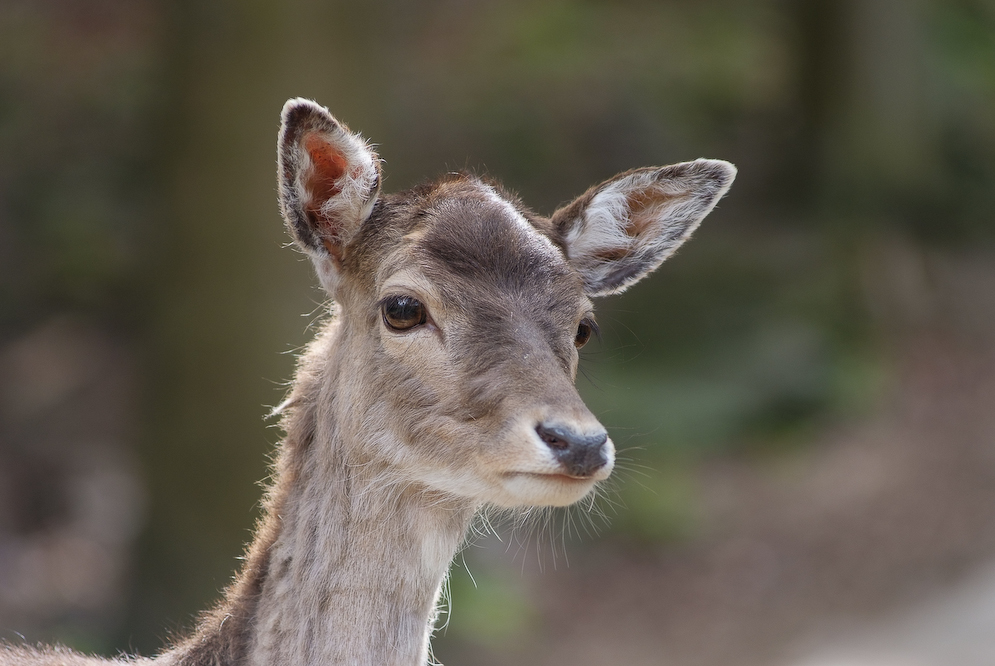 in freier Wildbahn?