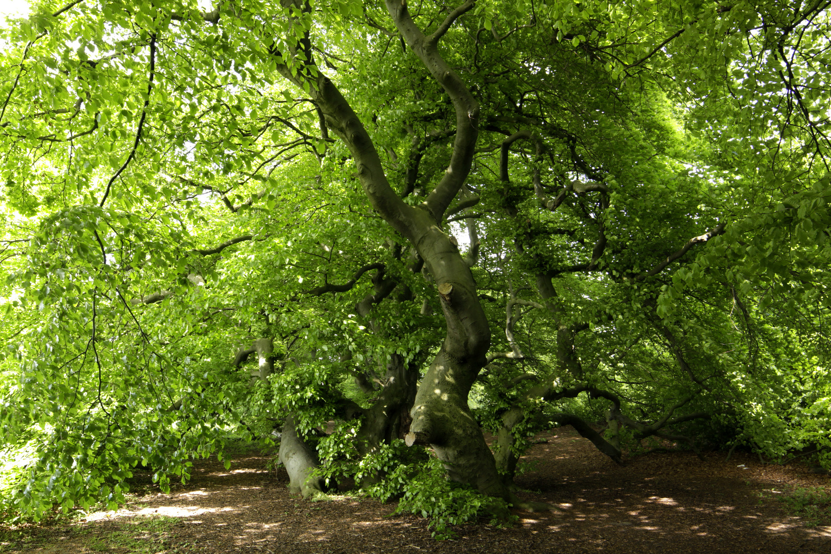 in frischem grün