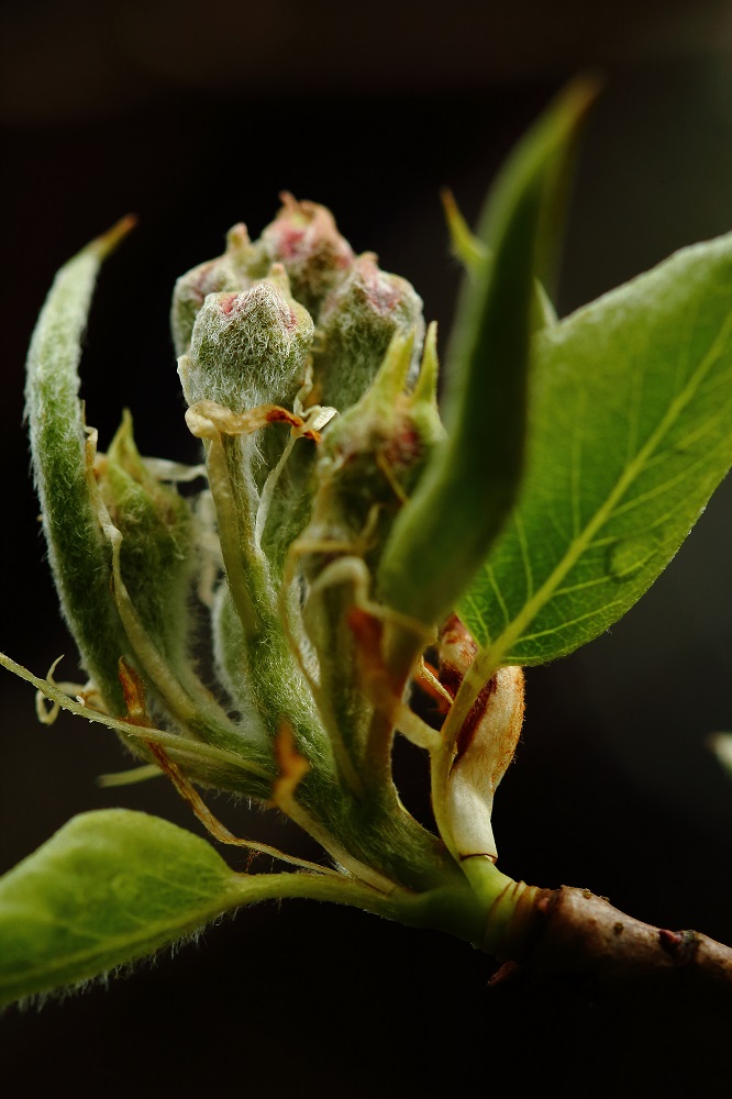 In froher Erwartung - Birnenblüte