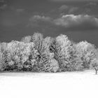 In Frost gehüllte Bäume