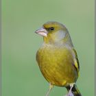 in ganzer Pracht... Grünfink *Carduelis chloris*