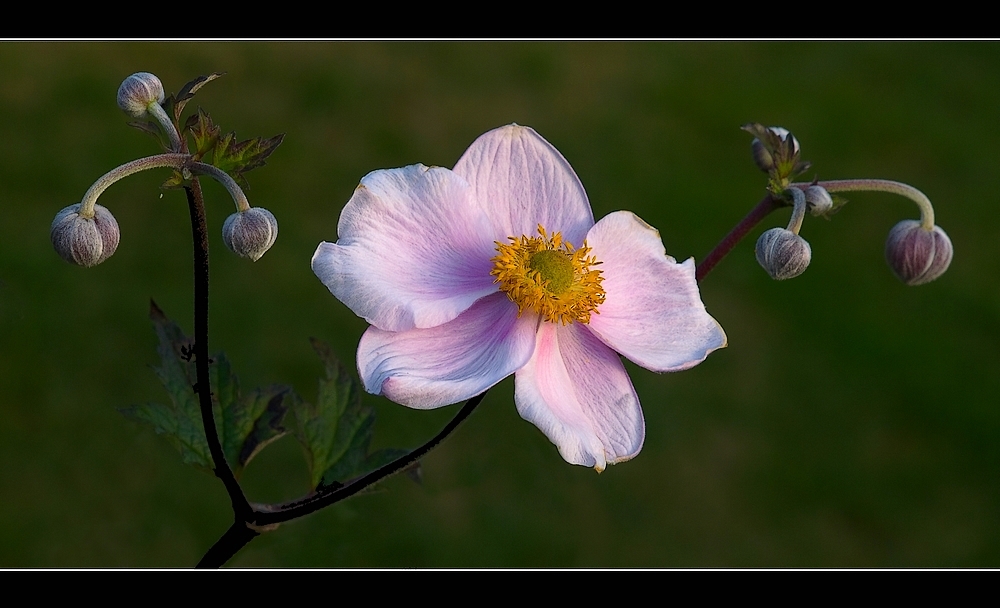 In Garten