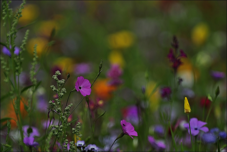 in Gedanken an eine Sommerwiese