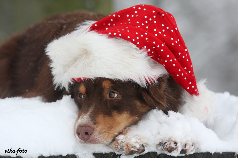 in Gedanken an Weihnachten