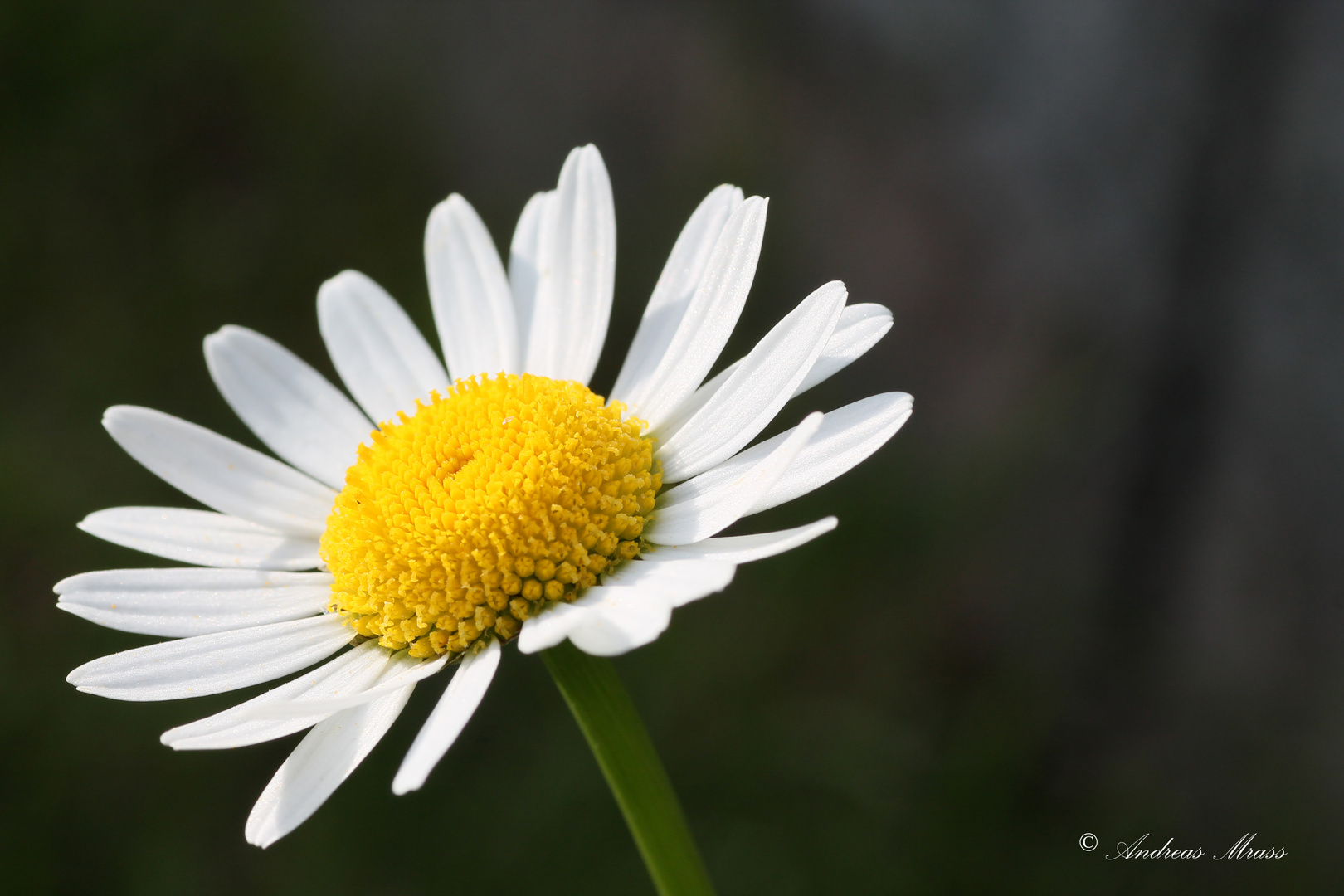 In Gedanken schon beim Sommer