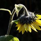 In Gedenken an den schönen Sommer