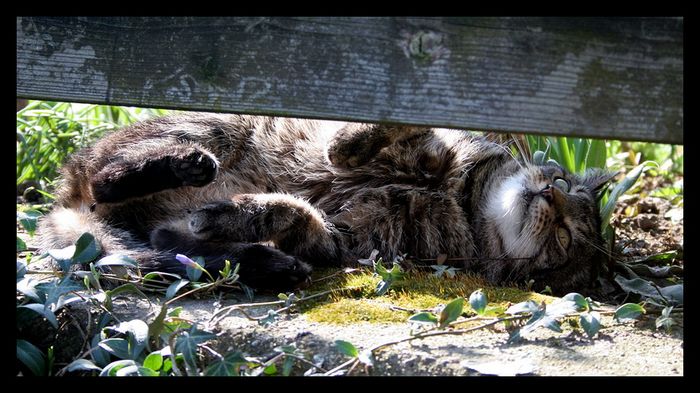 In Gedenken an meinen Kater Kim