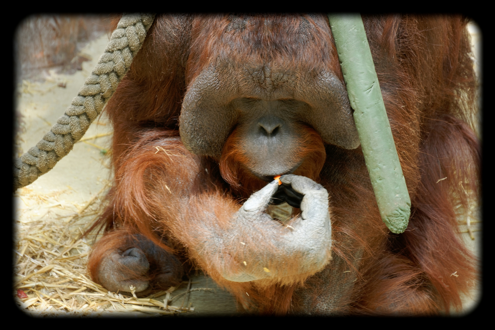 In Gedenken an unsere Orang Utans ...