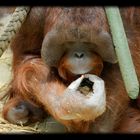 In Gedenken an unsere Orang Utans ...