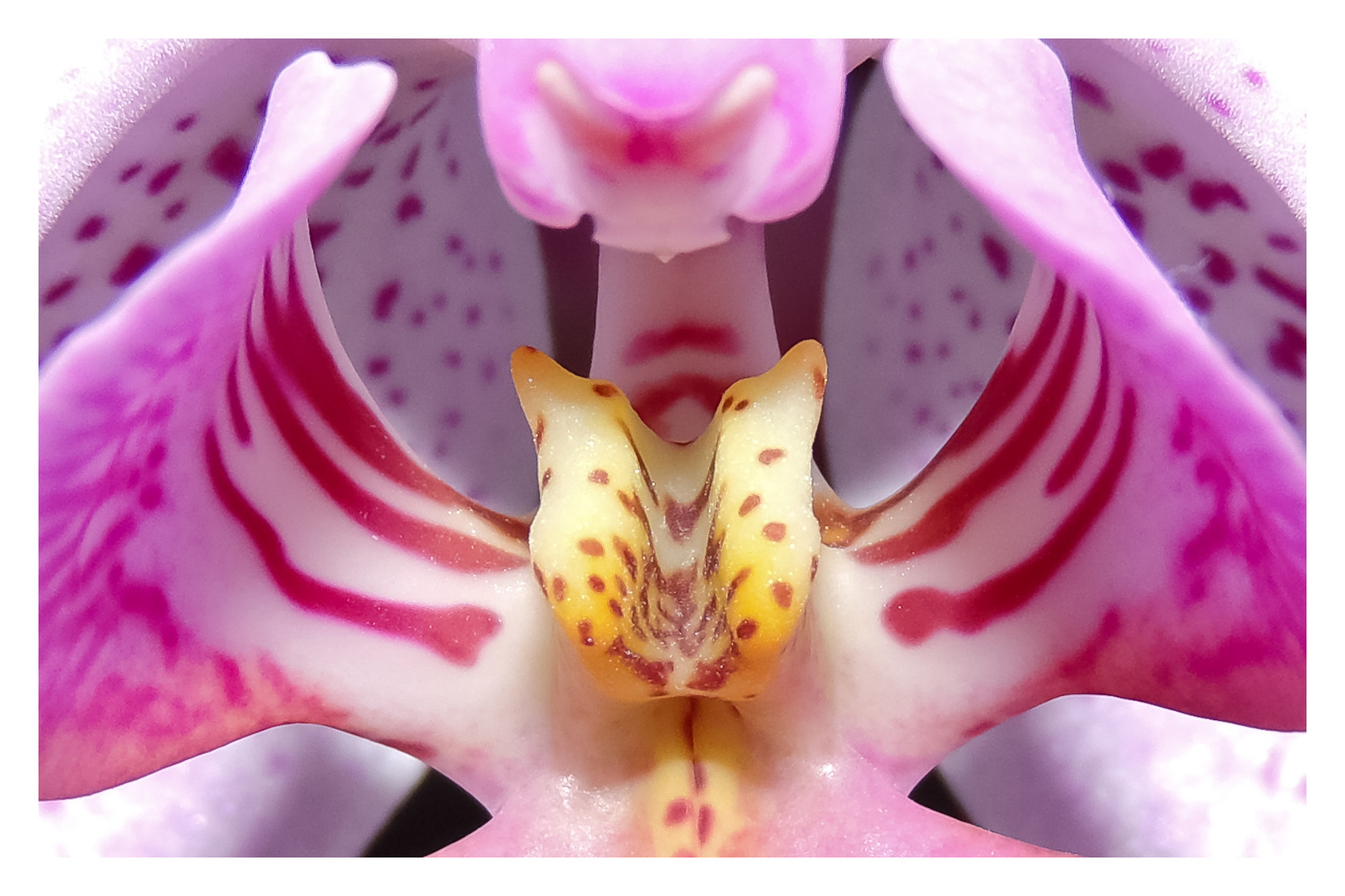 In Gefangenschaft lebende Orchidee