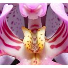 In Gefangenschaft lebende Orchidee