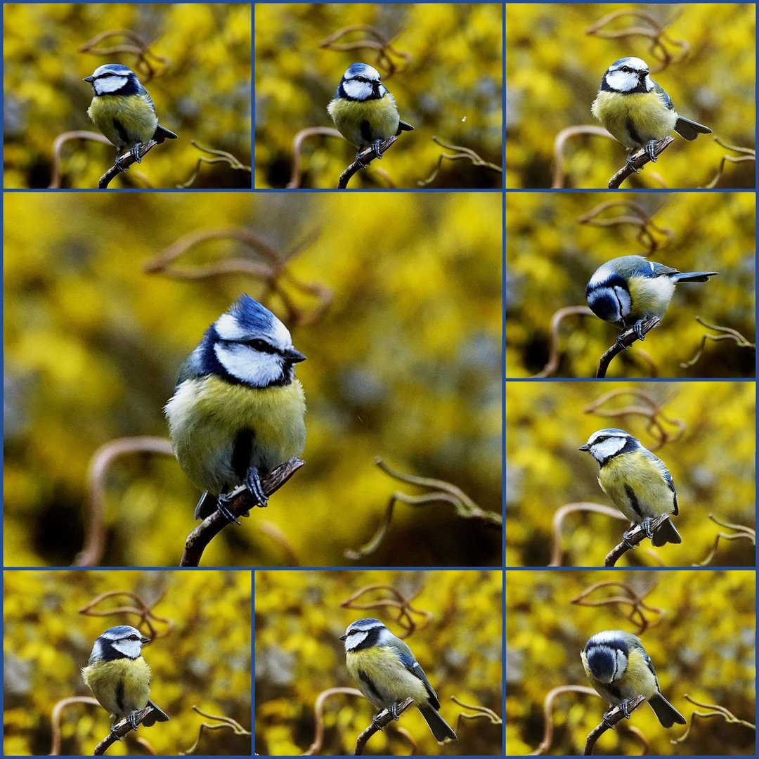 in Gelb eingebettet (Forsythie )