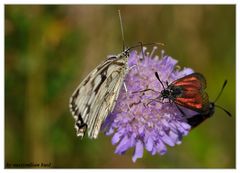 In Gesellschaft