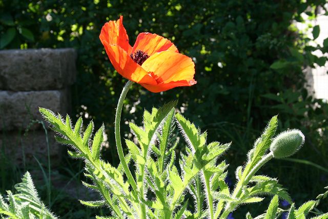 in giardino