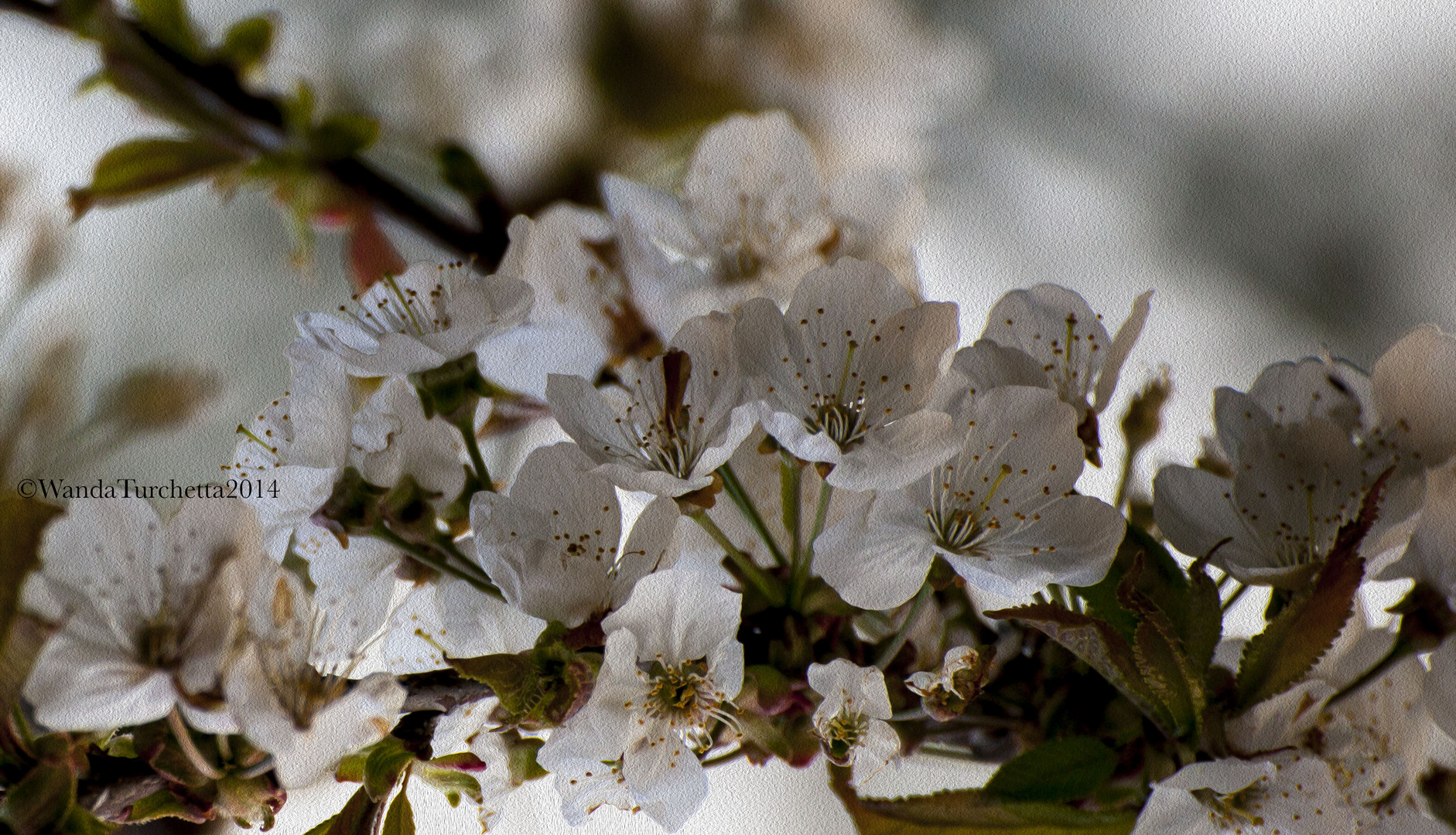 ..." in giardino il ciliegio è fiorito, agli scoppi del nuovo sole" ...