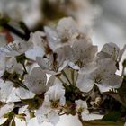 ..." in giardino il ciliegio è fiorito, agli scoppi del nuovo sole" ...