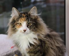 In Gifhorn bei der Katzenschau hat Celine Best in Show bekommen.