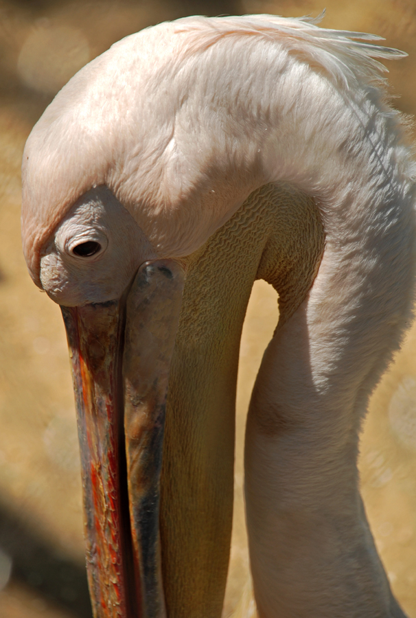 In gita allo zoo di Roma