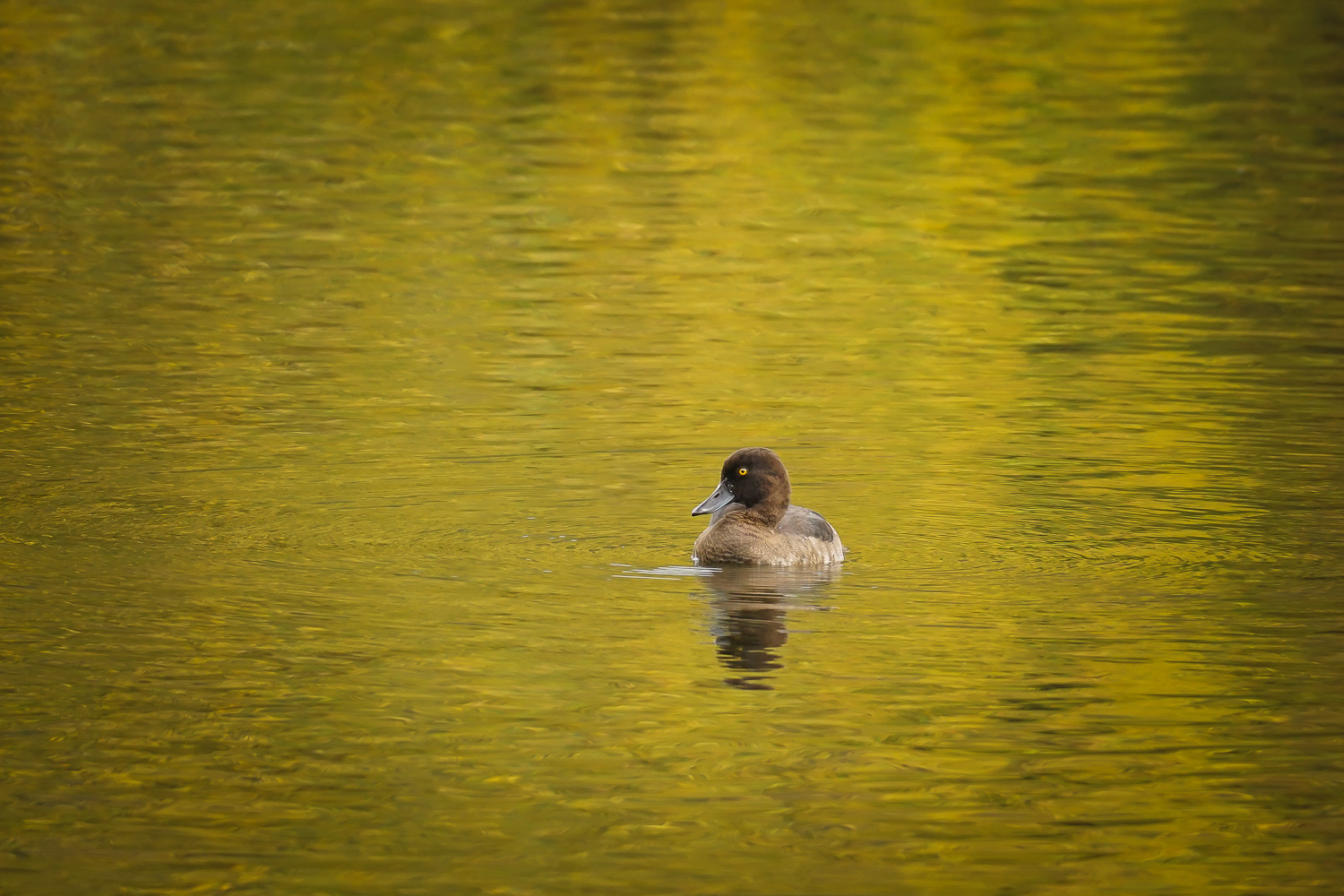 In Gold gebadet