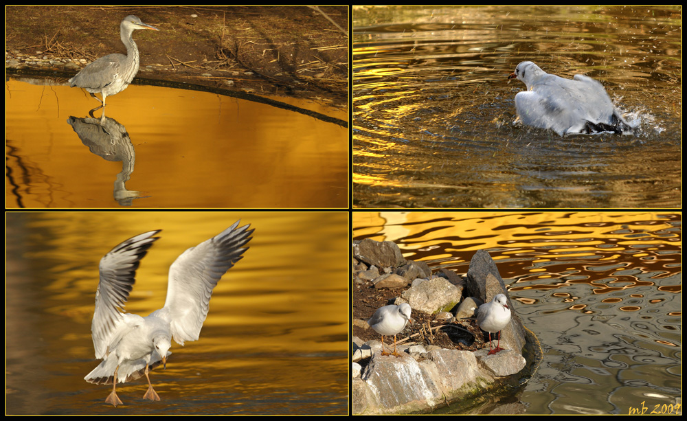 in Gold gebadet