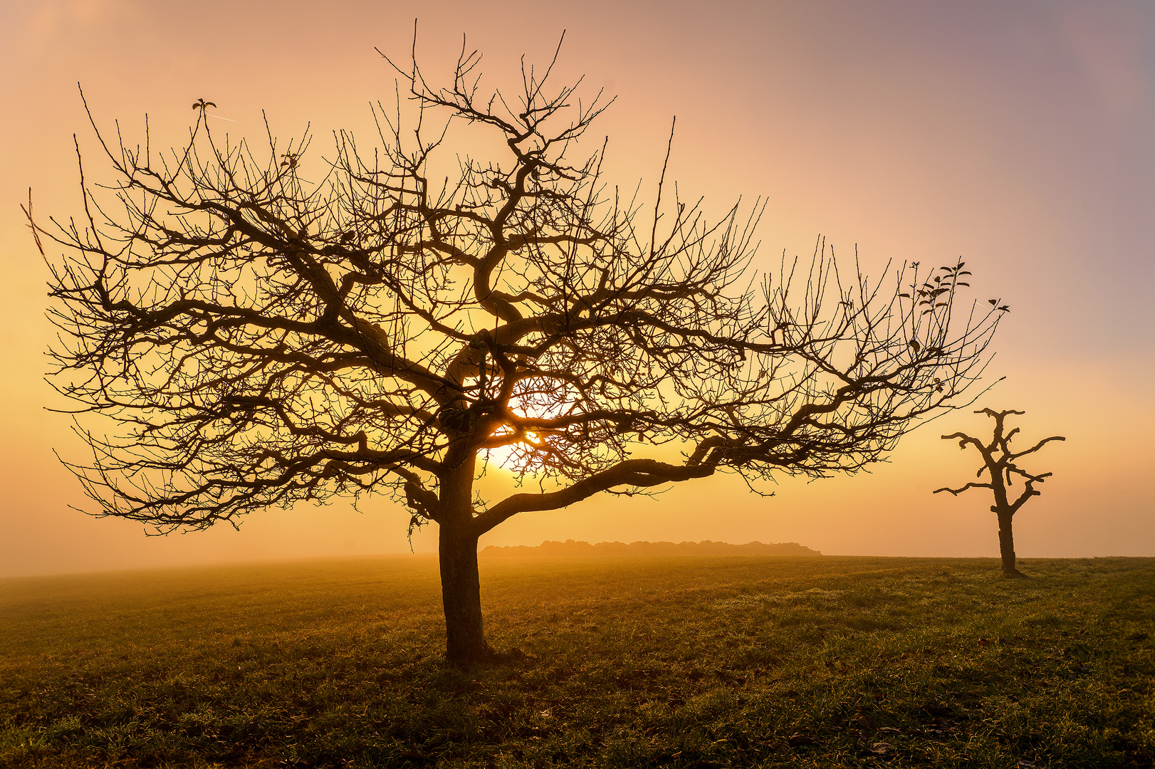 In Golden Light