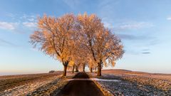 In goldenem Licht...
