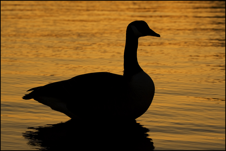 In goldenem Licht...