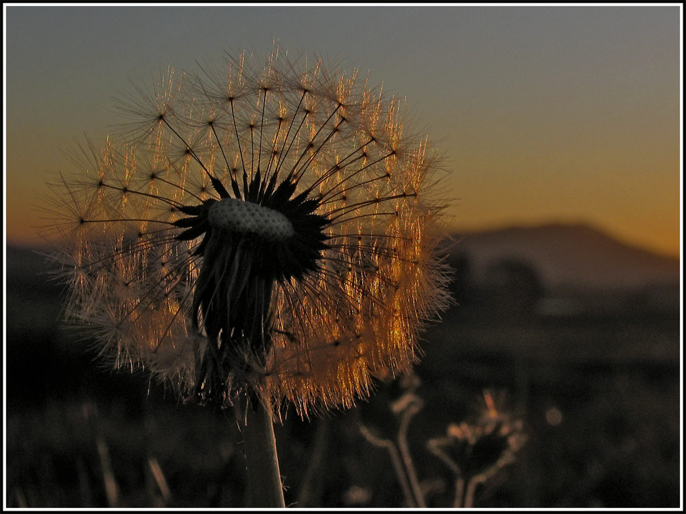 in goldenen Farben...