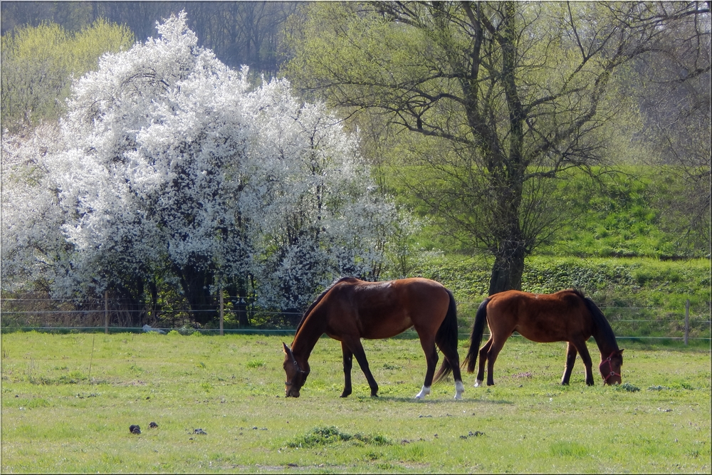 In Grassland