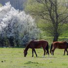 In Grassland