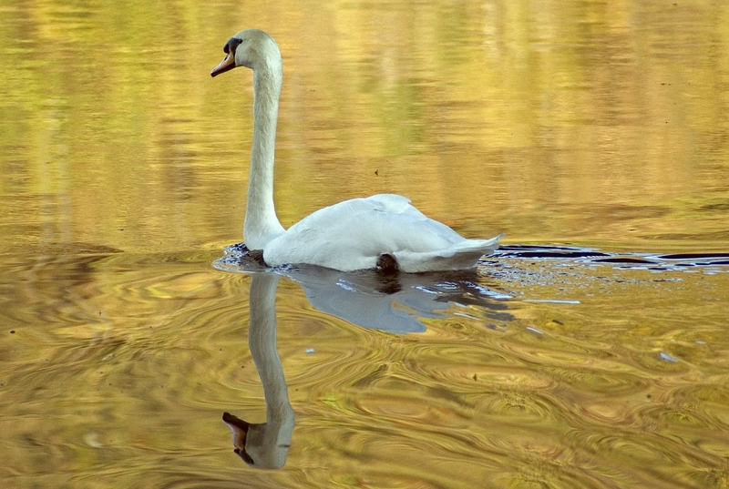 in güldenen gewässern