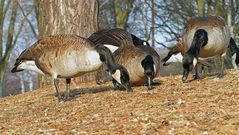 In guter Gesellschaft schmeckts halt besser