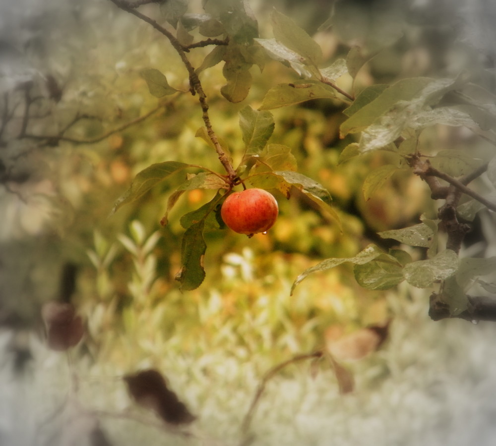 In Häber´s Gartenoase