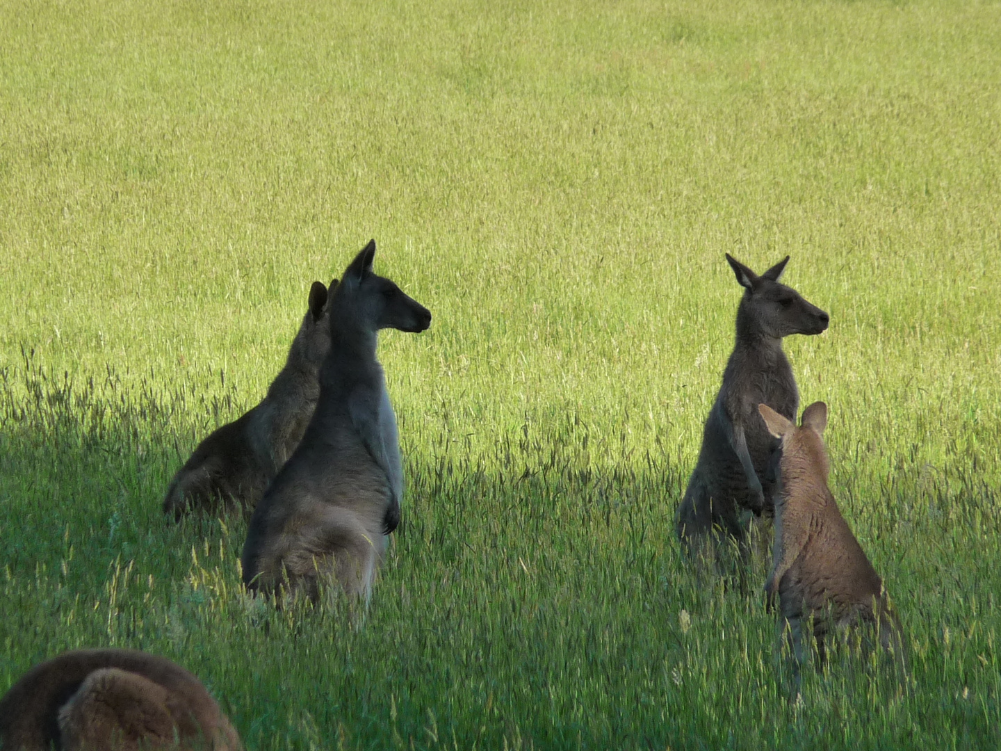 in Halls Gap vor dem Dinner