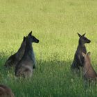 in Halls Gap vor dem Dinner